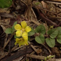 Lysimachia deltoidea Wight